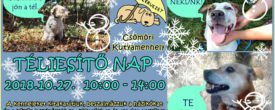 Téliesítő nap a Csömöri Kutyamenhelyen – 10.27.
