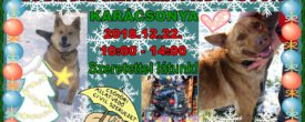 🎄Csömöri Menhelyi Kutyusok Karácsonya 🎄 – December 22.