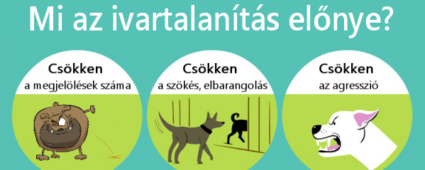 Mi az ivartalanítás előnye?